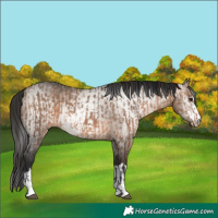 Horse Color:Bay Dun  and Gray Bay Dun 