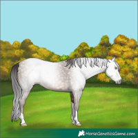Horse Color:Gray Amber Champagne Tobiano