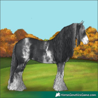 Horse Color:White Spotted Black Rabicano 