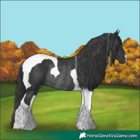 Horse Color:Black Tobiano Rabicano