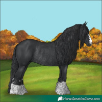 Horse Color:Black Rabicano 