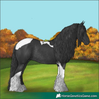 Horse Color:Black Tobiano Rabicano 