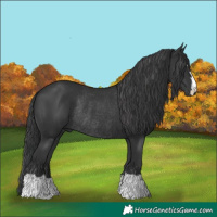 Horse Color:Black Rabicano 