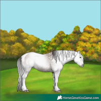 Horse Color:Gray Classic Champagne Tobiano 