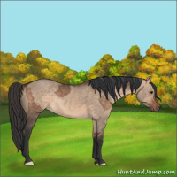 Horse Color:Bay Dun  and Bay Dun Rabicano 