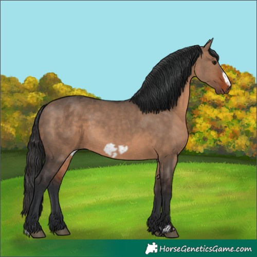 Horse Color:Brown Dun  and Brown Dun Frame 