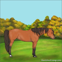 Horse Color:Unknown 