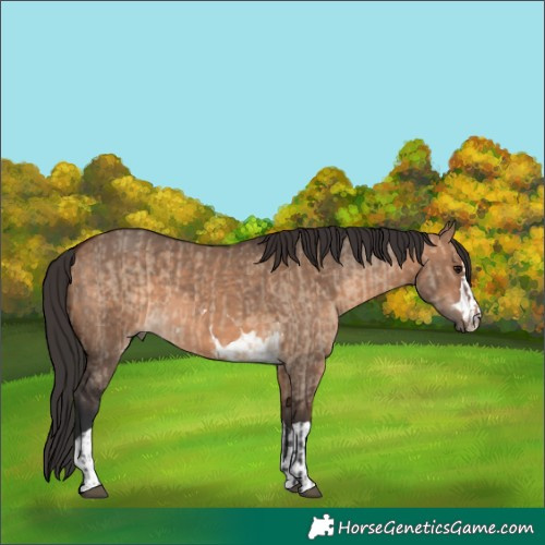 Horse Color:Bay Dun  and Bay Dun 