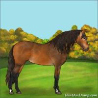 Horse Color:Gray Buckskin 