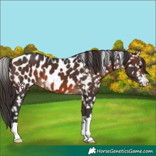 Horse Color:Brown Appaloosa 