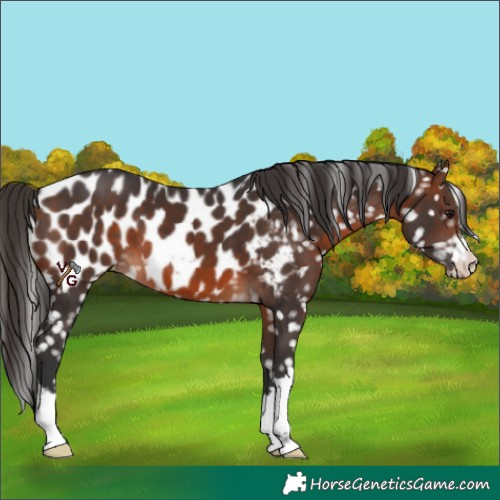 Horse Color:Brown Appaloosa 