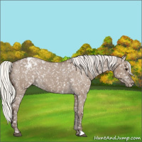 Horse Color:Silver Grullo Appaloosa 