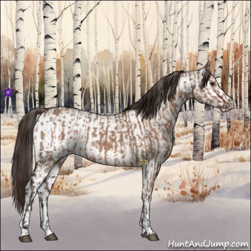 Horse Color:Liver Red Dun  and White Spotted Liver Red Dun 