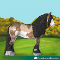 Horse Color:Brown Dun  and Bay Dun Frame 