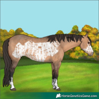 Horse Color:Bay Dun  and Bay Dun Frame 