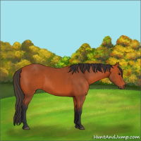 Horse Color:Bay 