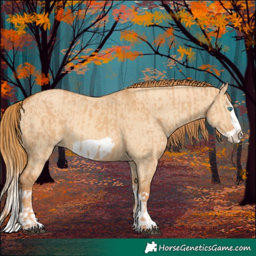 Horse Color:Red Dun Splash Frame and Red Dun Splash Frame