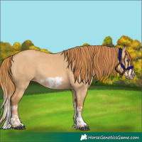 Horse Color:Red Dun Splash Frame  and Red Dun Splash Frame 