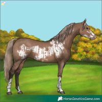 Horse Color:Liver Red Dun and Liver Red Dun Frame