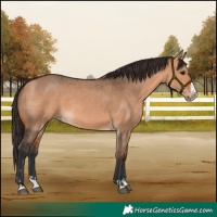 Horse Color:Bay Dun  and Bay Dun Splash 