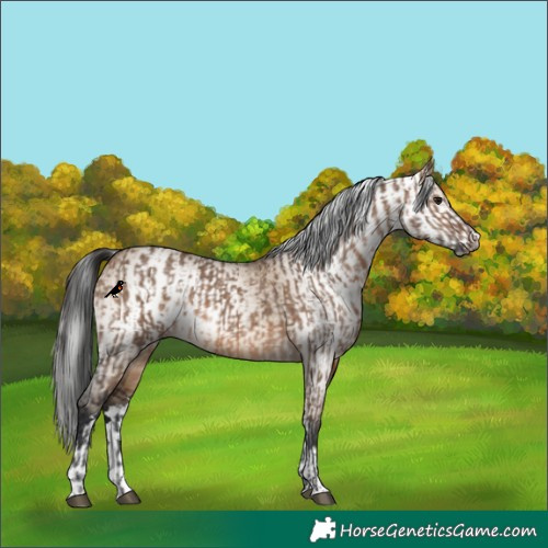Horse Color:Brown Dun and Gray Brown Dun