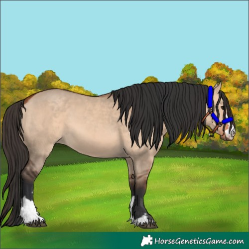 Horse Color:Bay Dun  and Bay Dun 