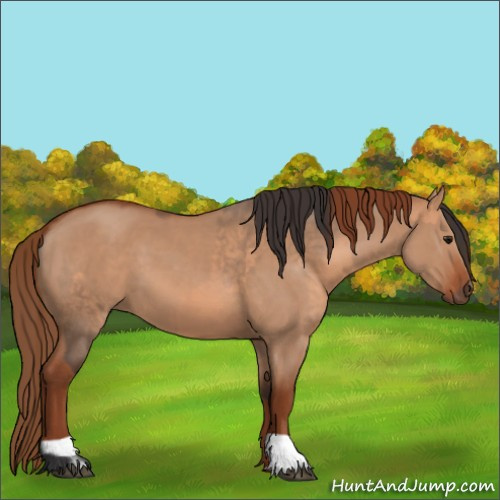 Horse Color:Bay Dun  and Red Dun 