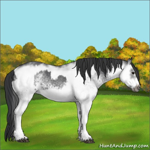 Horse Color:White Spotted Blue Roan Rabicano  and White Spotted Blue Roan Frame Rabicano 
