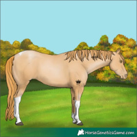 Horse Color:Chestnut Pearl Sabino Tobiano 