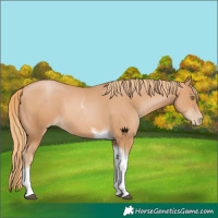 Horse Color:Chestnut Pearl Tobiano 