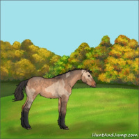 Horse Color:Bay Dun  and Brown Dun 