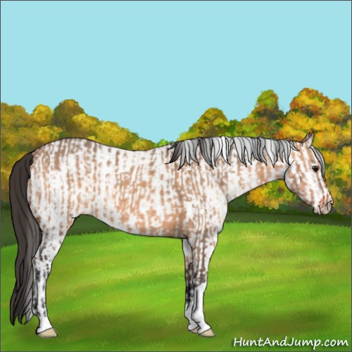 Horse Color:Bay Dun and White Spotted Bay Dun