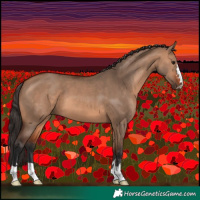 Horse Color:Bay Dun 