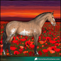 Horse Color:Bay Dun  and Bay Dun Frame 