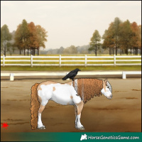 Horse Color:Red Dun Frame 