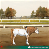 Horse Color:Red Dun Frame 