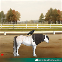 Horse Color:White Spotted Bay Roan Dun Splash 