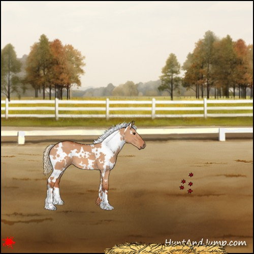 Horse Color:White Spotted Red Dun 