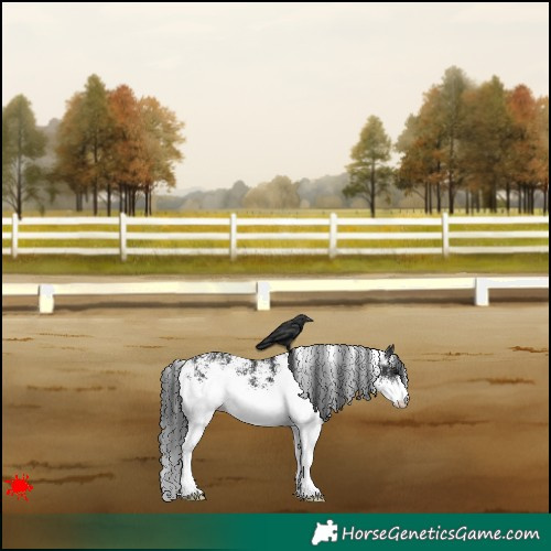 Horse Color:White Spotted Black 