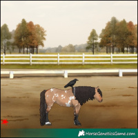 Horse Color:White Spotted Bay Dun