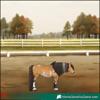 Horse Color:White Spotted Buckskin 