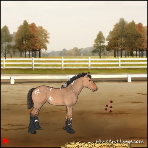 Horse Color:White Spotted Bay Dun 