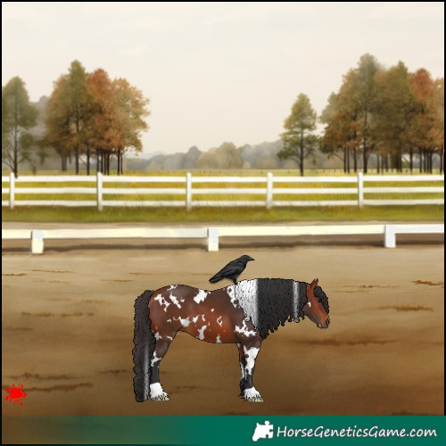 Horse Color:White Spotted Bay