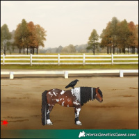 Horse Color:White Spotted Bay 