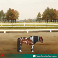 Horse Color:White Spotted Bay 