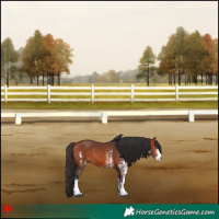 Horse Color:White Spotted Bay 