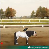 Horse Color:Bay Roan Dun 