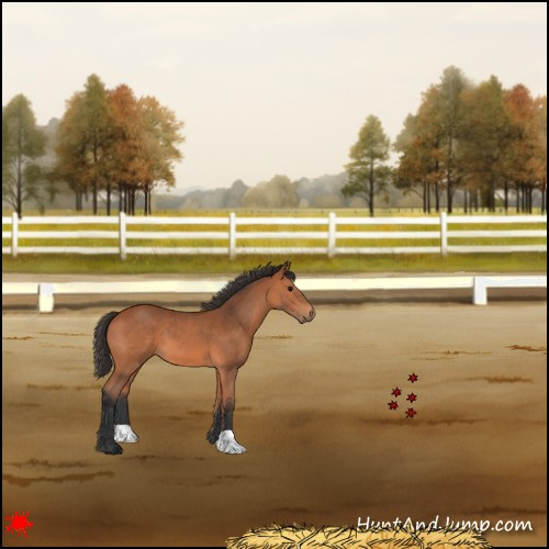 Horse Color:Bay 