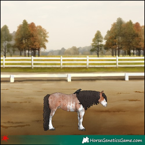 Horse Color:White Spotted Bay Roan