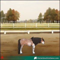 Horse Color:White Spotted Bay Roan 